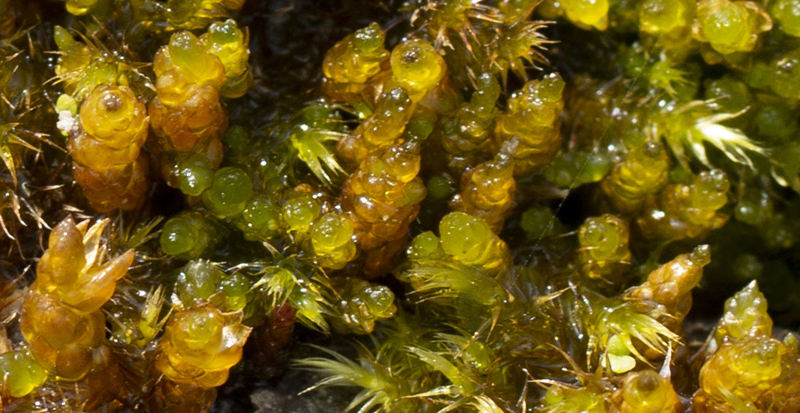 Pseudocalliergon turgescens